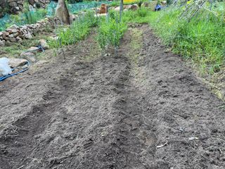 도곡님의 배추 · 토양준비 작성글 사진