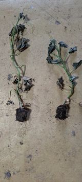 팜모닝 오이·병해충상담 게시글 이미지