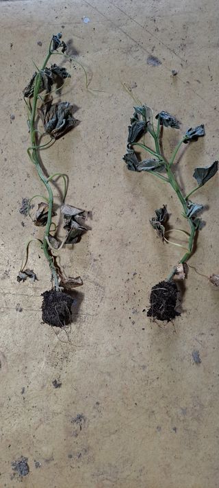 강선구님의 오이 · 병해충상담 작성글 사진