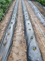 팜모닝 배추·영농일지 게시글 이미지