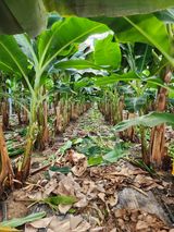 팜모닝 기타작물·영농일지 게시글 이미지