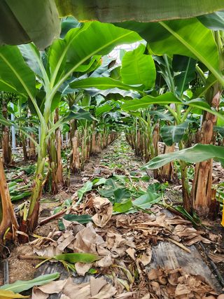 정기영님의 기타작물 · 영농일지 작성글 사진