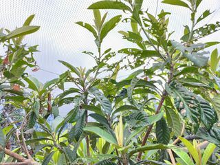 김상철님의 팜모닝 병해충 연구회 · 병해충상담 작성글 사진