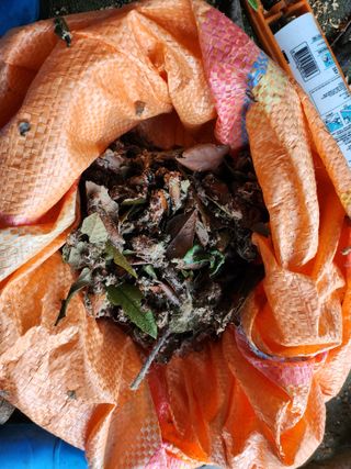 김상철님의 팜모닝 병해충 연구회 · 병해충상담 작성글 사진