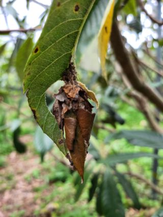 김상철님의 팜모닝 병해충 연구회 · 병해충상담 작성글 사진