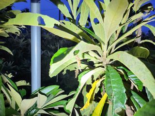 김상철님의 팜모닝 병해충 연구회 · 병해충상담 작성글 사진