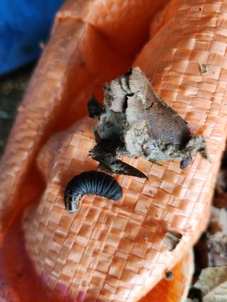 김상철님의 팜모닝 병해충 연구회 · 병해충상담 작성글 사진