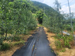 김성명님의 사과 · 영농일지 작성글 사진
