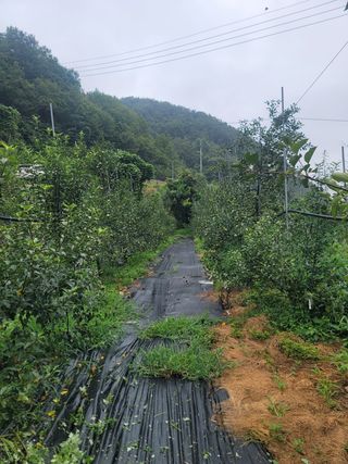 김성명님의 사과 · 영농일지 작성글 사진