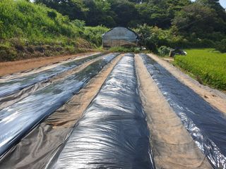 오임택 님의 배추 · 영농일지 작성글 사진