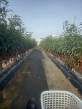 팜모닝 고추·수확 게시글 이미지