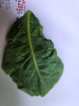 팜모닝 상추·병해충상담 게시글 이미지