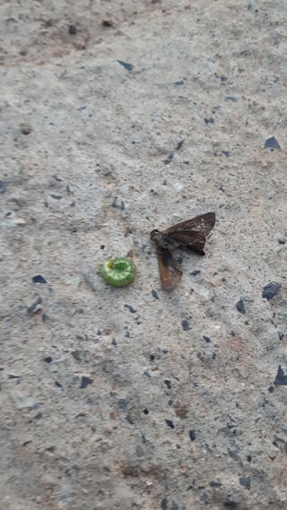 둥이농장(김준태)님의 나의 농사 필수품 소개하기 · 참여글 작성글 사진