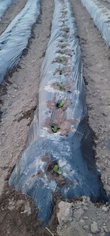 팜모닝 배추·영농일지 게시글 이미지