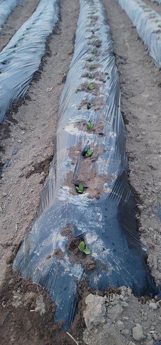 남궁. 정님의 배추 · 영농일지 작성글 사진