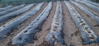 남궁. 정님의 배추 · 영농일지 작성글 사진