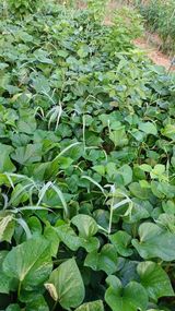 팜모닝 고구마·자유게시판 게시글 이미지