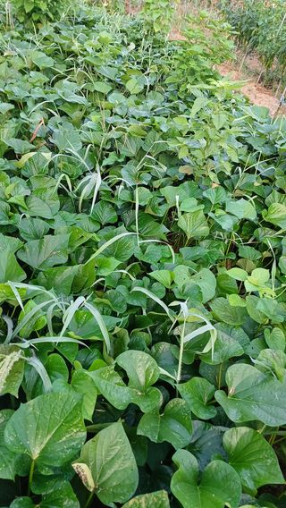 임오빈님의 고구마 · 자유게시판 작성글 사진