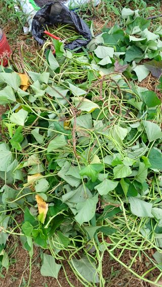 임오빈님의 고구마 · 자유게시판 작성글 사진