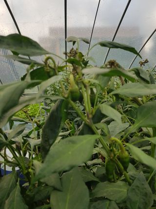 초보농사님의 고추 · 병해충상담 작성글 사진