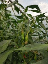 팜모닝 고추·병해충상담 게시글 이미지