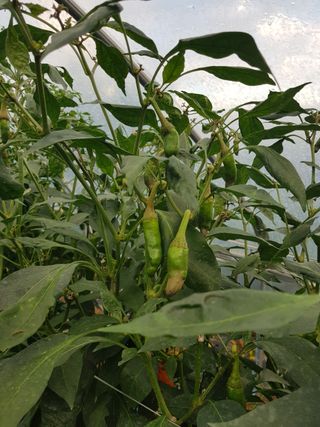 초보농사님의 고추 · 병해충상담 작성글 사진