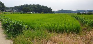 이흥옥님의 벼 · 자유게시판 작성글 사진