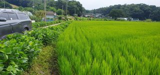 이흥옥님의 벼 · 자유게시판 작성글 사진