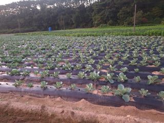 허굴산농장님의 자유주제 · 자유게시판 작성글 사진