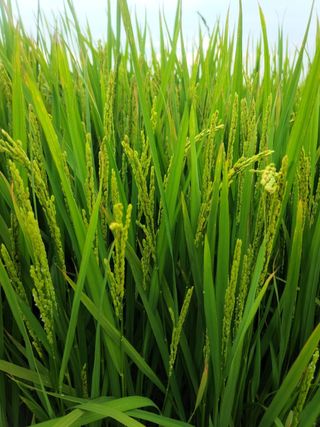 호박7768님의 벼 · 병해충상담 작성글 사진