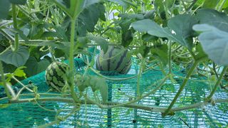 산막골농부님의 자유주제 · 사진전 작성글 사진