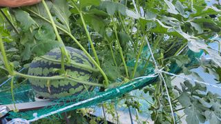 산막골농부님의 자유주제 · 사진전 작성글 사진