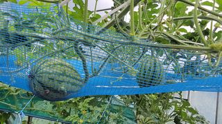 산막골농부님의 자유주제 · 사진전 작성글 사진