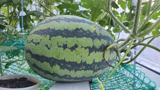 산막골농부님의 자유주제 · 사진전 작성글 사진