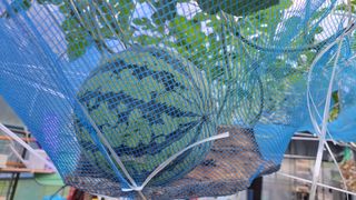 산막골농부님의 자유주제 · 사진전 작성글 사진