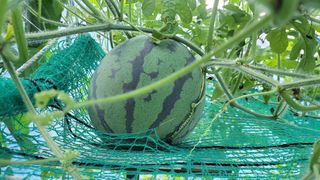 산막골농부님의 자유주제 · 사진전 작성글 사진