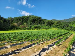 초록봉님의 들깨 · 자유게시판 작성글 사진