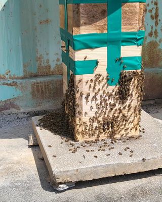 안영매(터실농장)님의 자유주제 · 자유게시판 작성글 사진