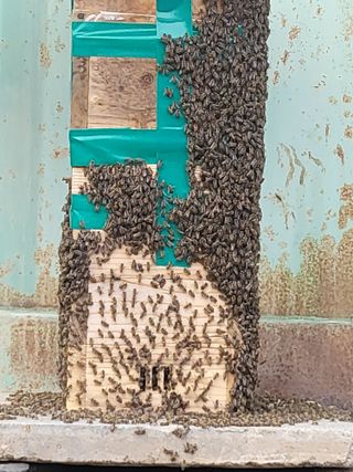 안영매(터실농장)님의 자유주제 · 자유게시판 작성글 사진