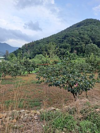 농촌사랑님의 감 · 자유게시판 작성글 사진