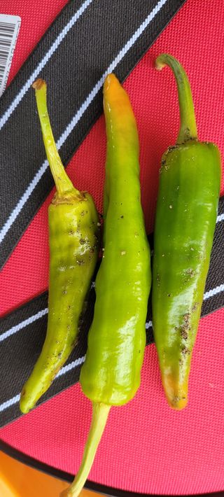 돌고개농장님의 고추 · 병해충상담 작성글 사진