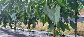 돌고개농장님의 고추 · 병해충상담 작성글 사진