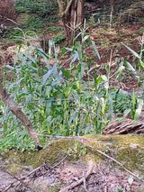 팜모닝 기타작물·영농일지 게시글 이미지