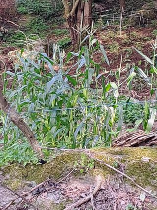 안창영님의 기타작물 · 영농일지 작성글 사진