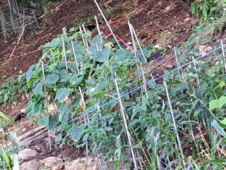 안창영님의 기타작물 · 영농일지 작성글 사진