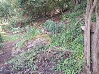 안창영님의 기타작물 · 영농일지 작성글 사진