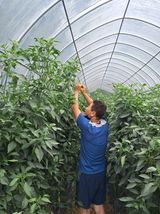 팜모닝 고추·수확 게시글 이미지