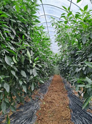 정이오가네농원님의 고추 · 수확 작성글 사진