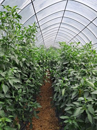 정이오가네농원님의 고추 · 수확 작성글 사진