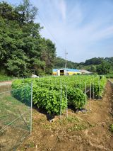 팜모닝 들깨·자유게시판 게시글 이미지